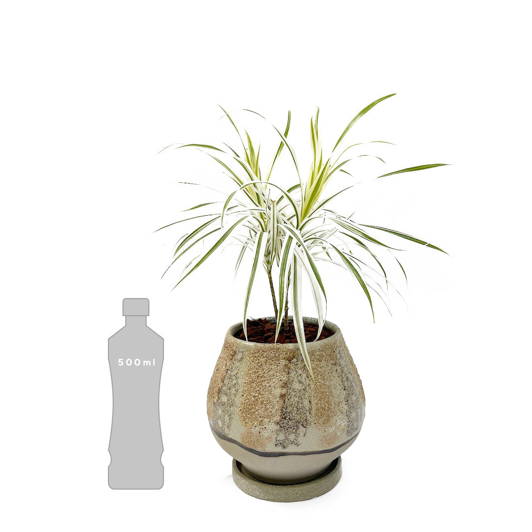 プレオメレ リフレクサ POT SET