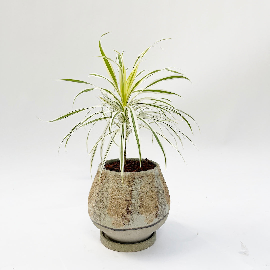 プレオメレ リフレクサ POT SET