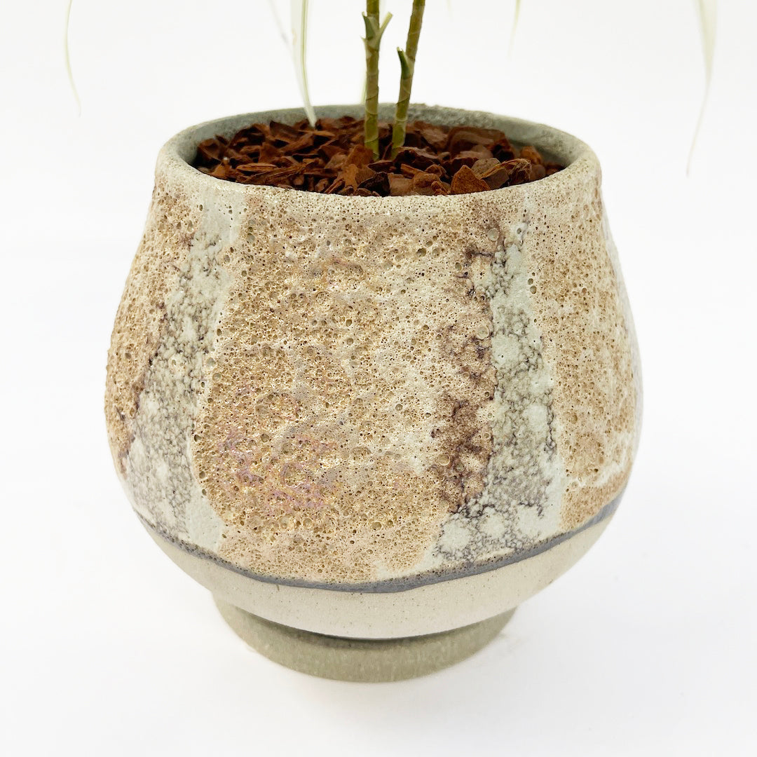 プレオメレ リフレクサ POT SET