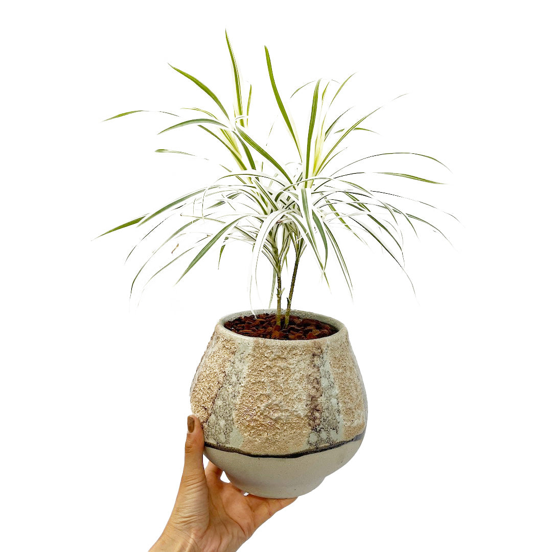プレオメレ リフレクサ POT SET