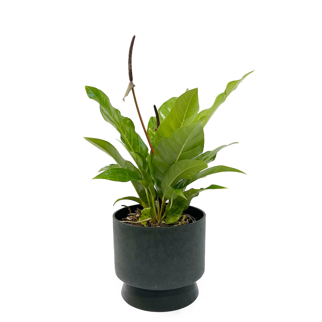 アンスリウム ジャングルブッシュ RECYCLED FLOWER POT SET