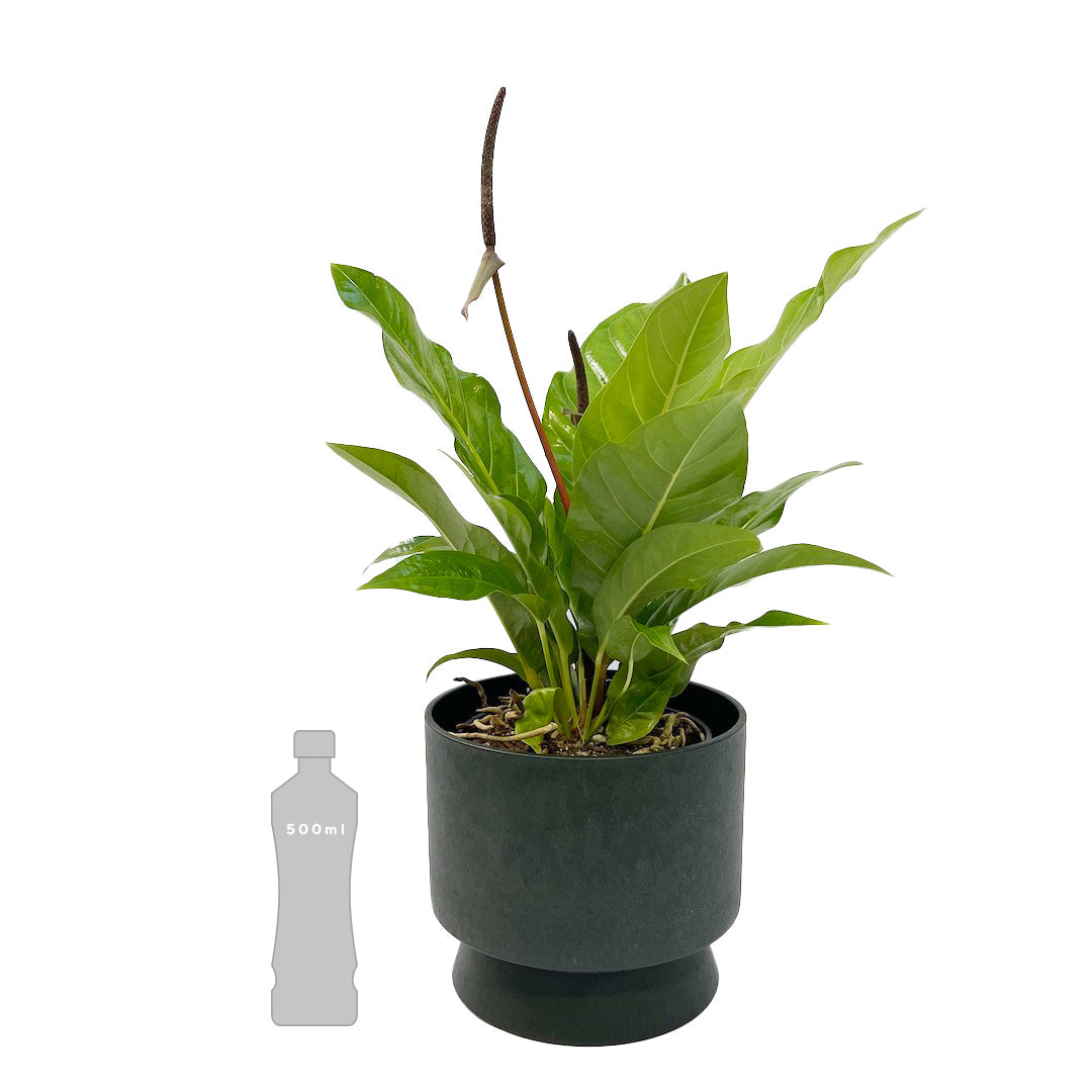 アンスリウム ジャングルブッシュ RECYCLED FLOWER POT SET