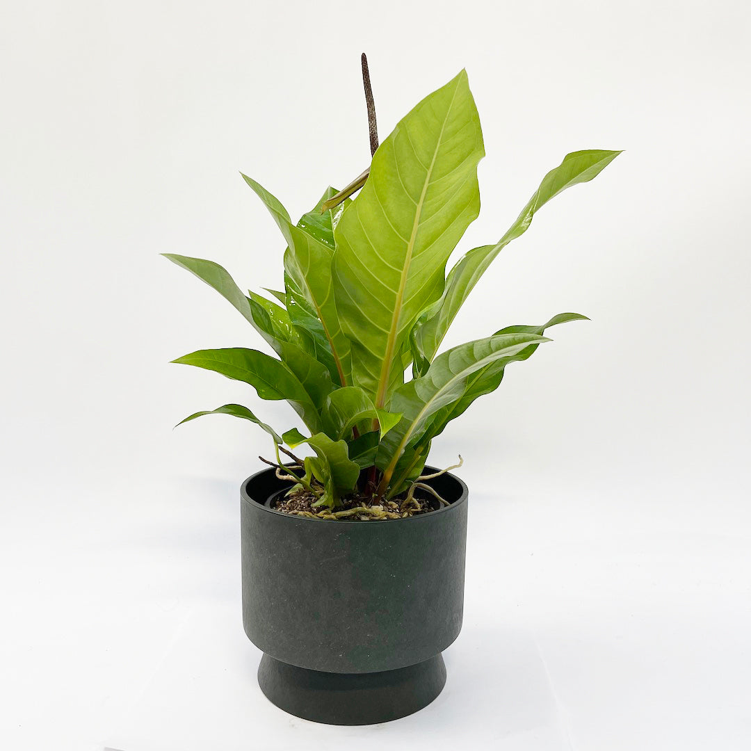 アンスリウム ジャングルブッシュ RECYCLED FLOWER POT SET