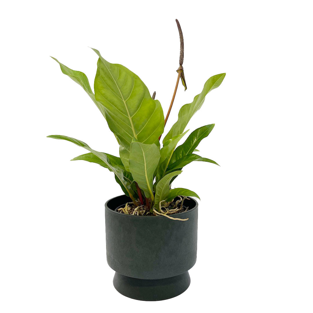 アンスリウム ジャングルブッシュ RECYCLED FLOWER POT SET