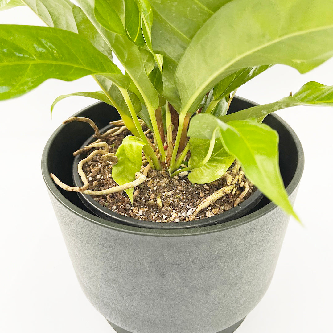 アンスリウム ジャングルブッシュ RECYCLED FLOWER POT SET
