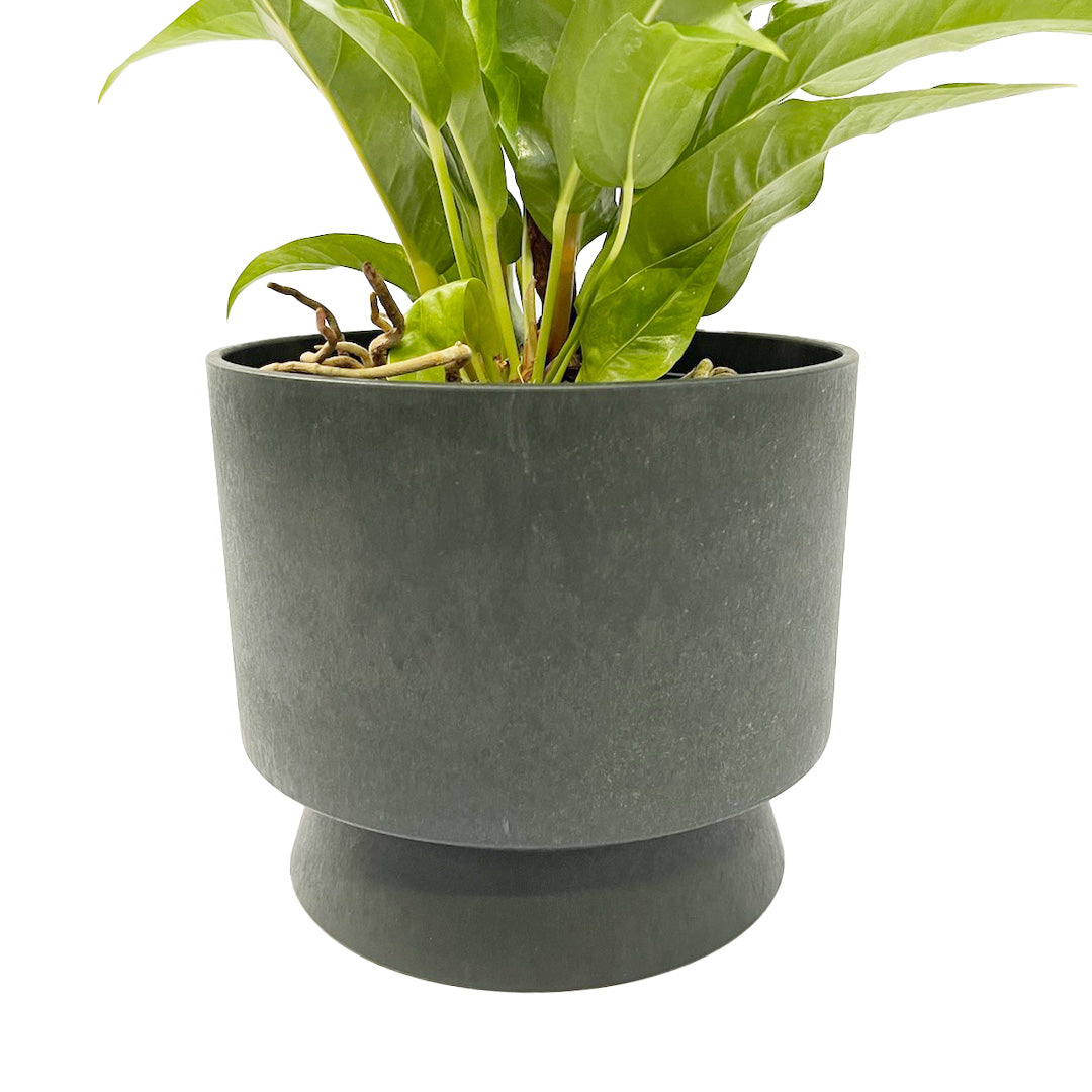 アンスリウム ジャングルブッシュ RECYCLED FLOWER POT SET