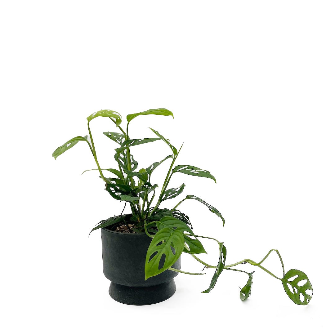 ROSENDAHL COPENHAGEN ・RECYCLED FLOWERPOT / グリーン