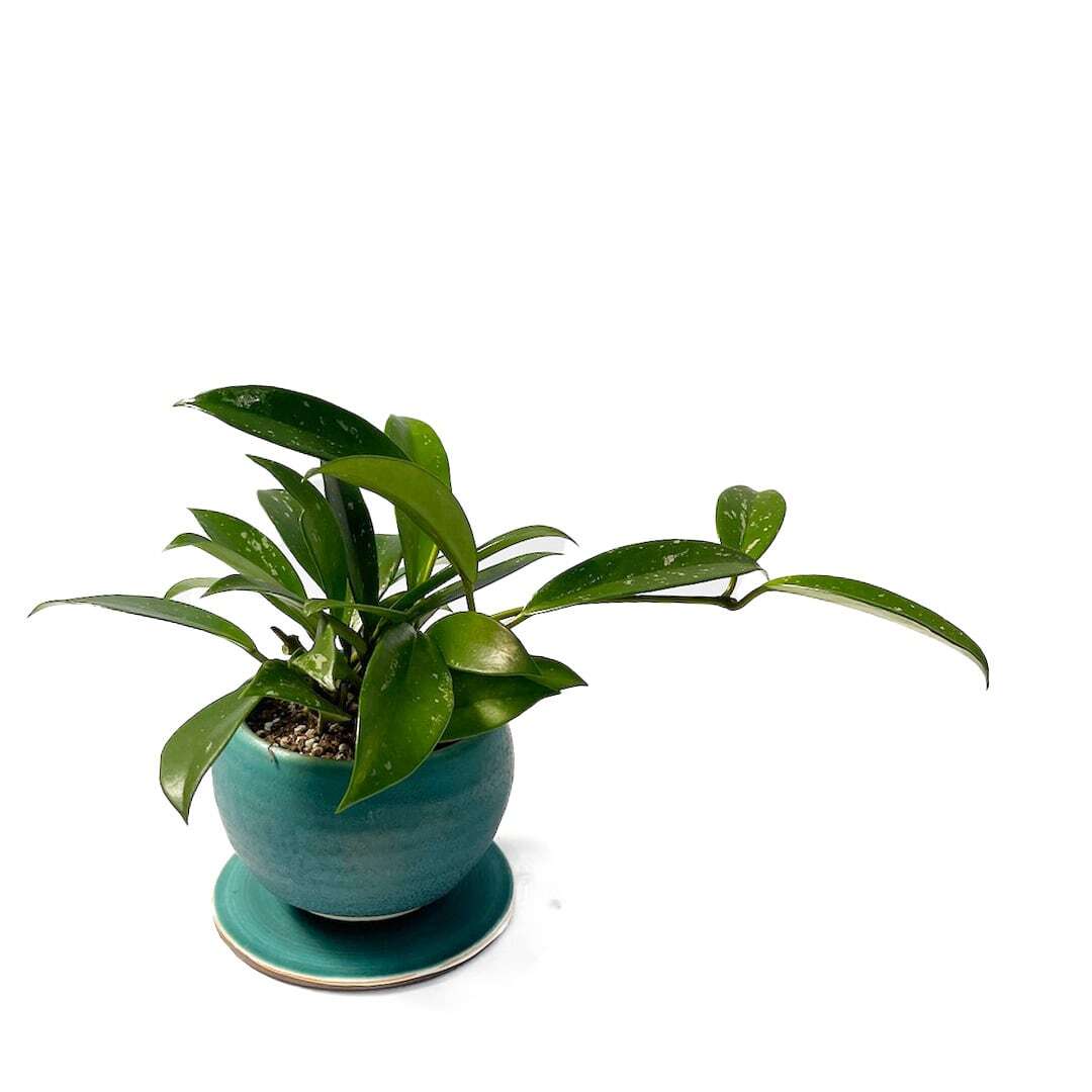 昇陽窯 3色POT
