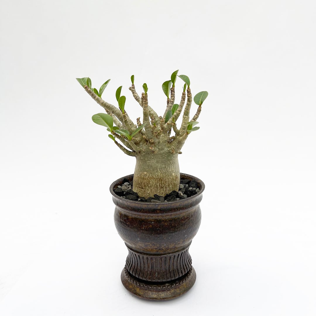 淡海陶芸研究所 植木鉢 Φ12・Φ9・Φ7.5 size
