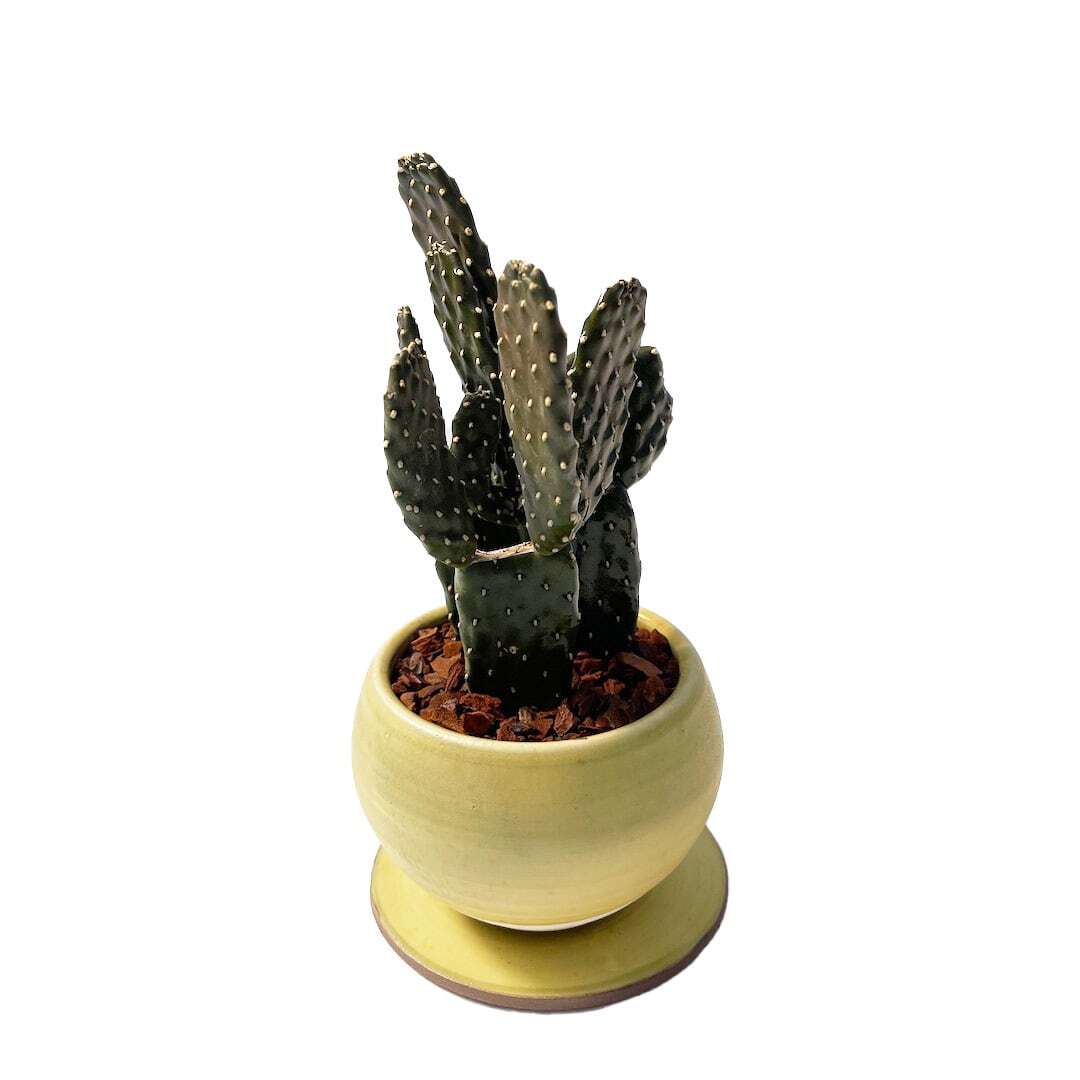 昇陽窯 3色POT