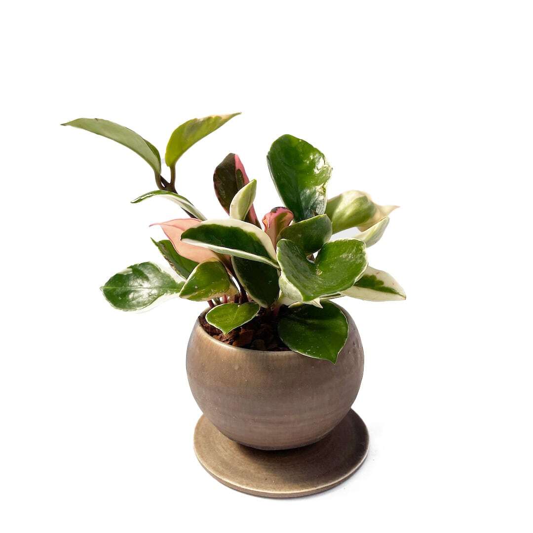 昇陽窯 3色POT