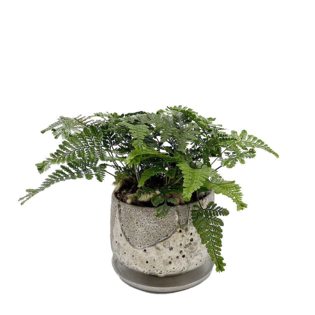 昇陽窯 銀彩植木鉢 Type A