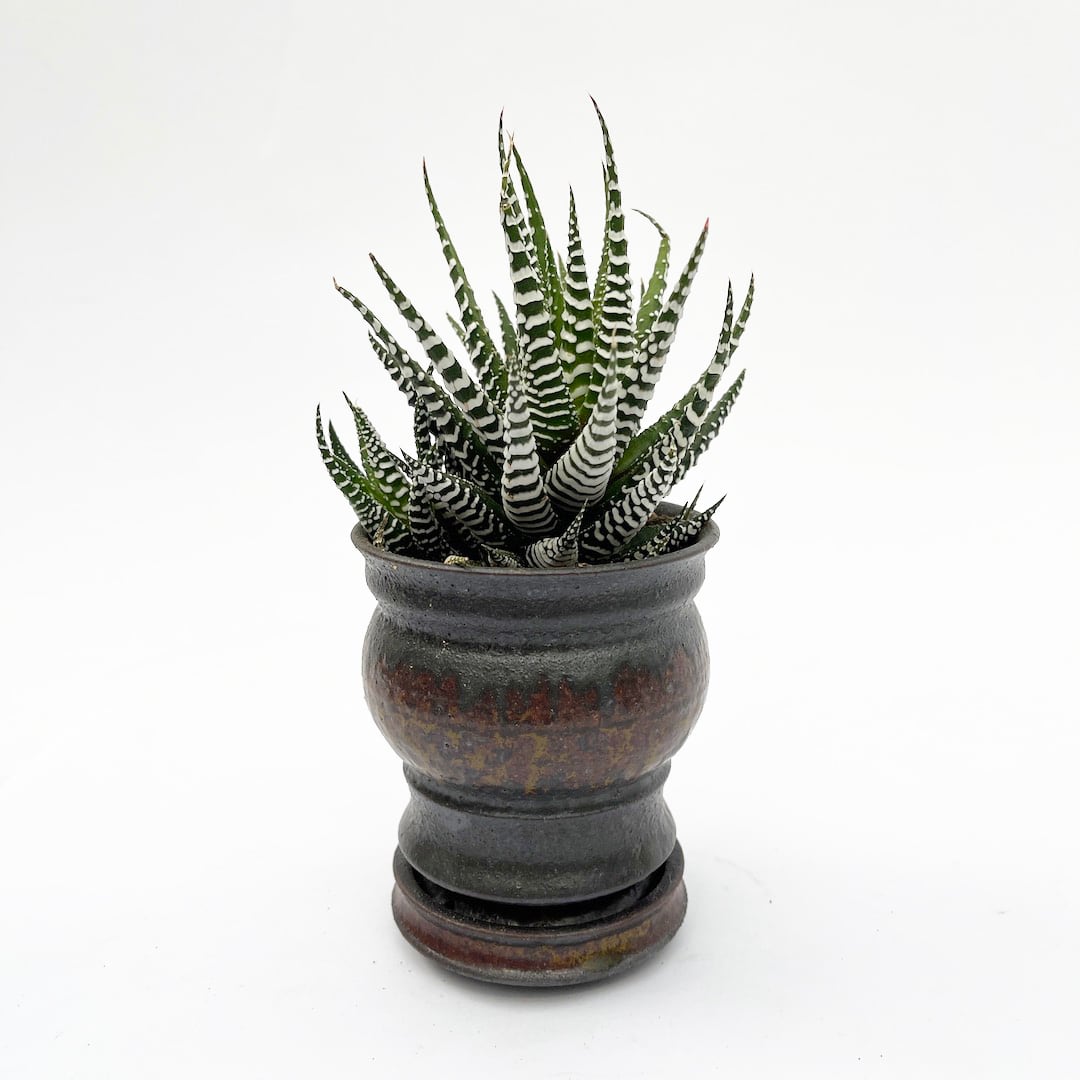 淡海陶芸研究所 植木鉢 Φ12・Φ9・Φ7.5 size