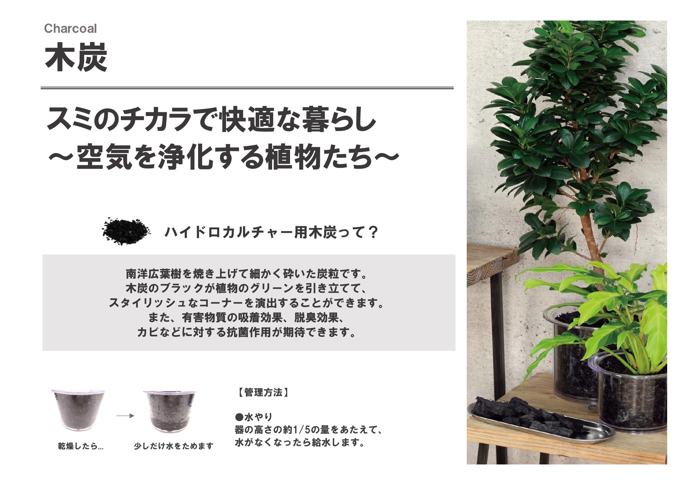 フィカス ベリーズ ハイドロ木炭 POT SET – uro