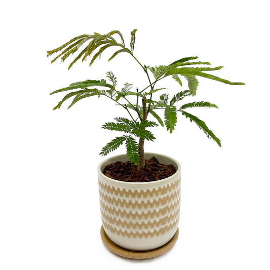 エバーフレッシュ POT SET