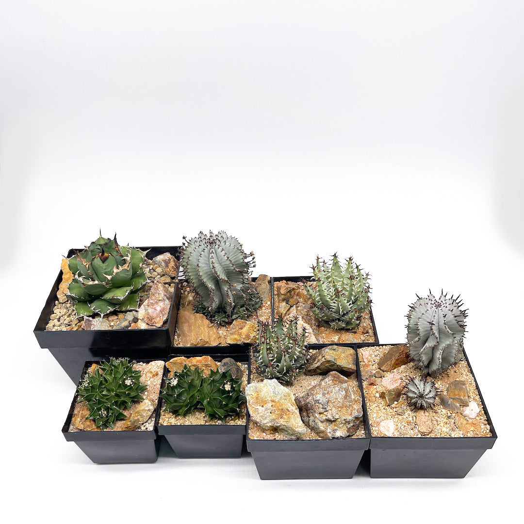 サボテン帝冠4頭 habitat style POT SET – uro