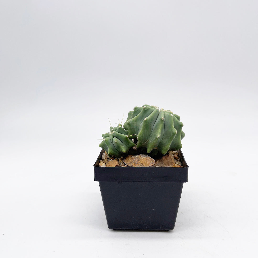 フェロカクタス 刺無王冠竜 habitat style POT SET
