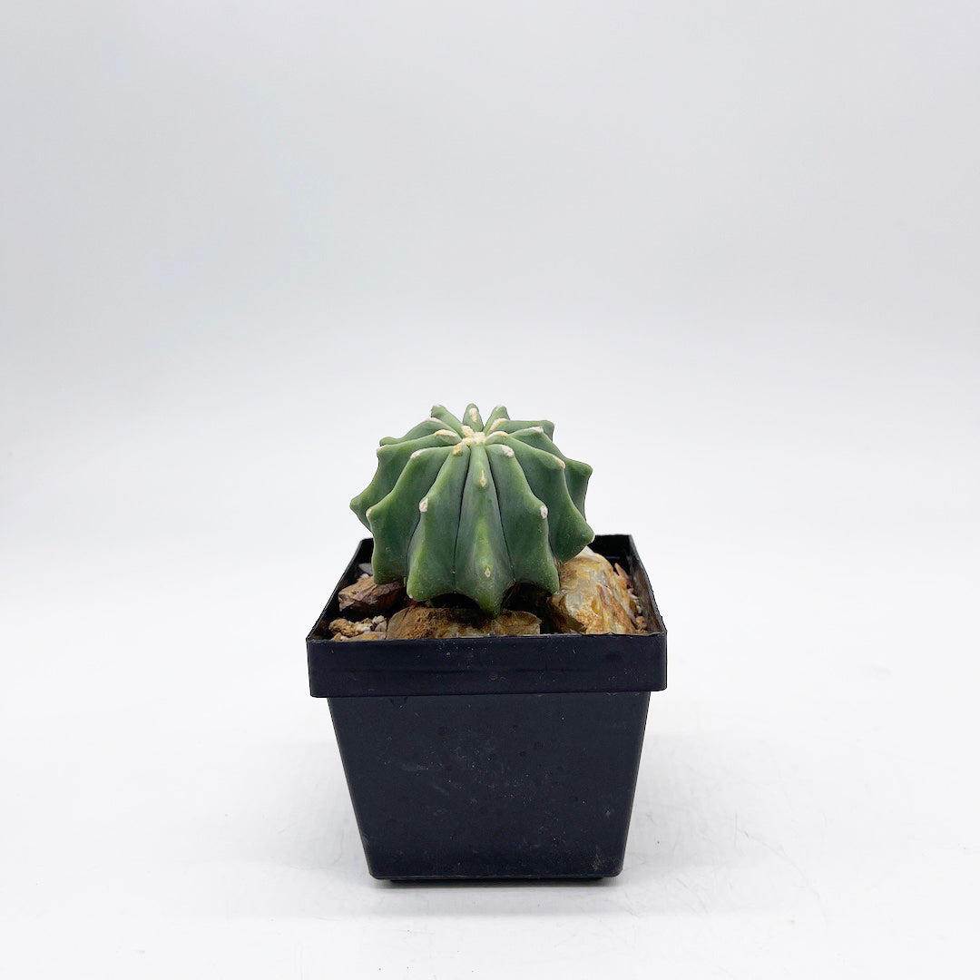 フェロカクタス 刺無王冠竜 habitat style POT SET