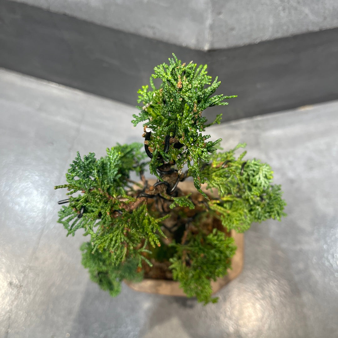 津山檜 盆栽