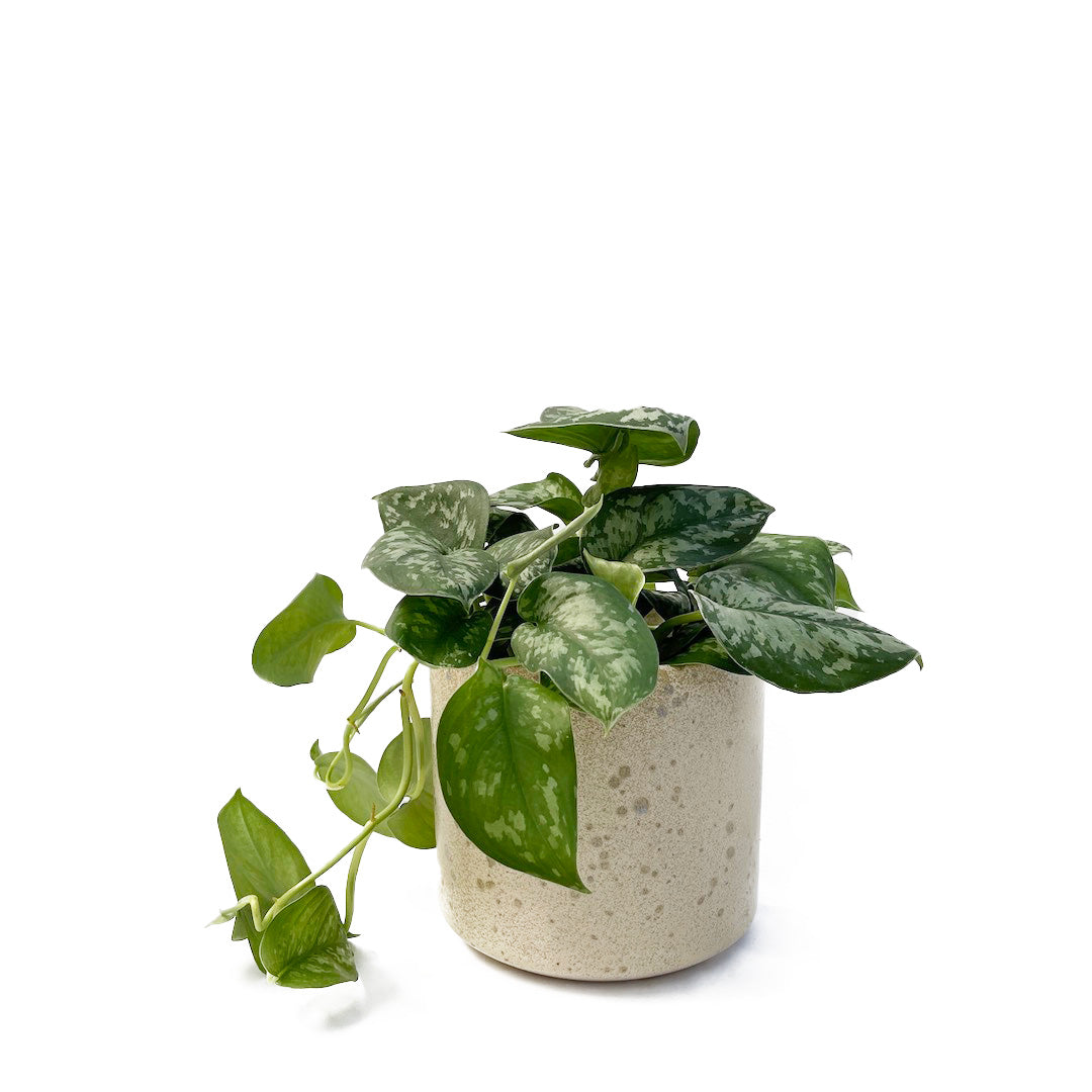 スキンダプサス トレビー  POT SET
