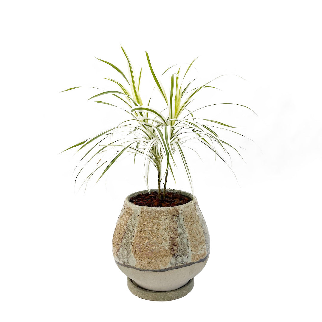 プレオメレ リフレクサ POT SET